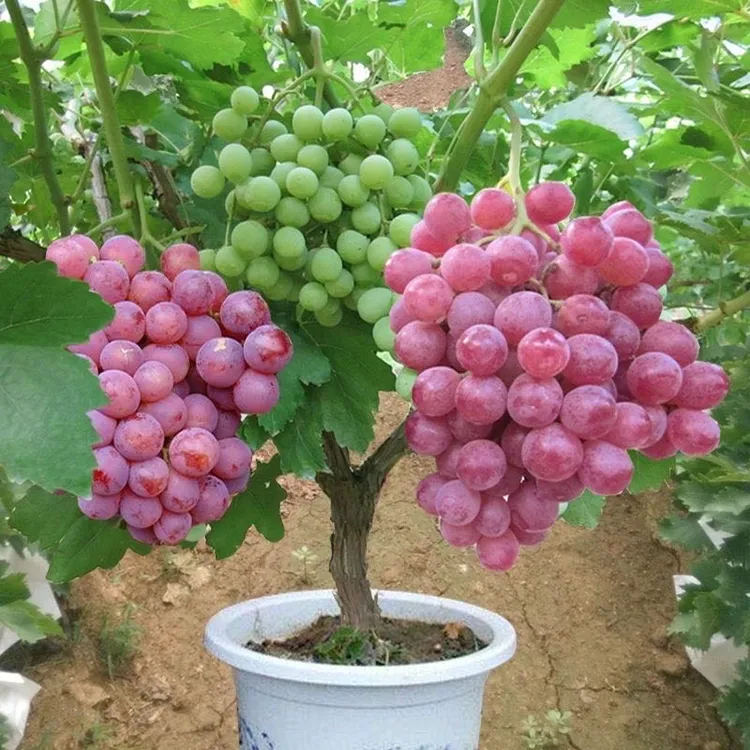 盆栽地栽葡萄苗南北方可种植