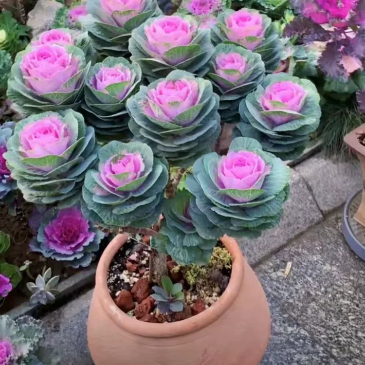 耐寒多头玫瑰甘蓝彩色绿植盆栽盆栽庭院观赏绿植花卉【一物一拍】