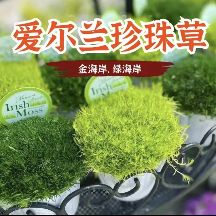 爱尔兰珍珠草苔藓金海岸家庭园艺盆栽阳台庭院花卉绿植地被多年生