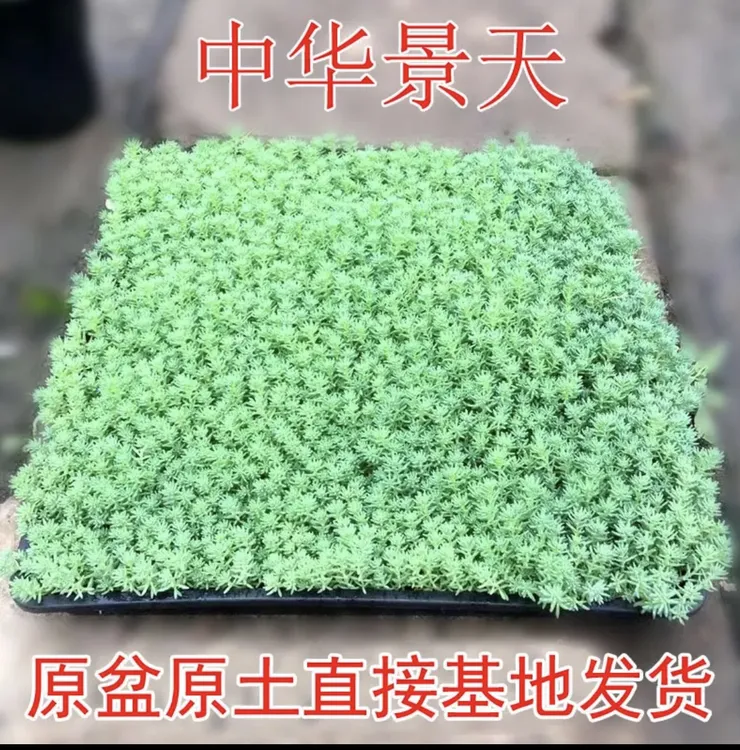 地被黄金佛甲草景天薄雪金沙蔓姬岩垂草过路黄常青爆盆原盆庭院