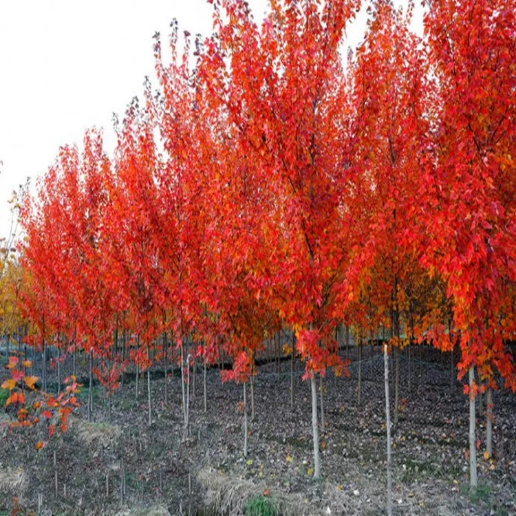 美国红枫树苗庭院风景花苗红点红冠秋火焰美国红枫南北方栽种美观