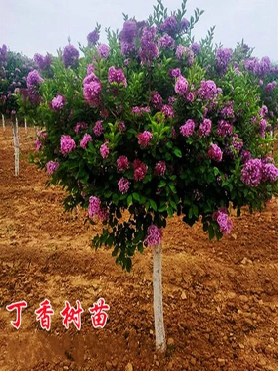 丁香花树苗浓香型四季丁香花苗盆栽地栽室内庭院南方北方开花植物