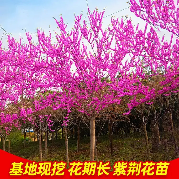 紫荆花树苗四季室外庭院开花树紫荆树苗耐寒+花园植物南北方种植