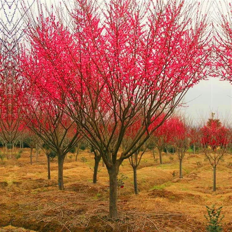 庭院地栽原生高杆红梅树苗骨里红梅盆栽老桩梅花耐寒植物冬季开花