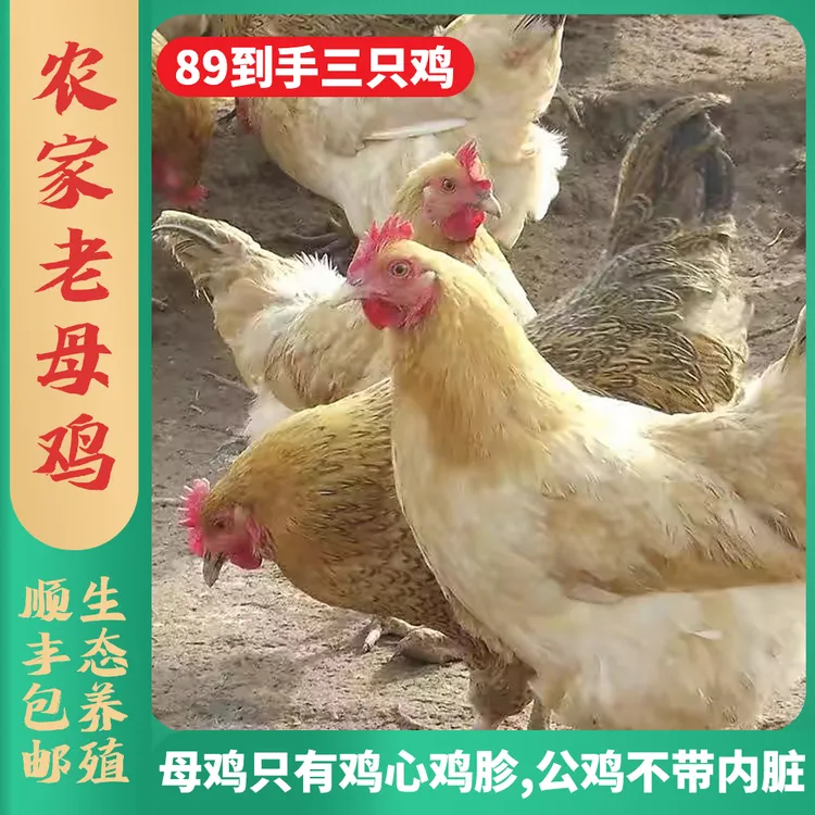 不好吃直接退钱©2只两年散养老母鸡共4斤+1只1.5斤三黄土鸡小公鸡