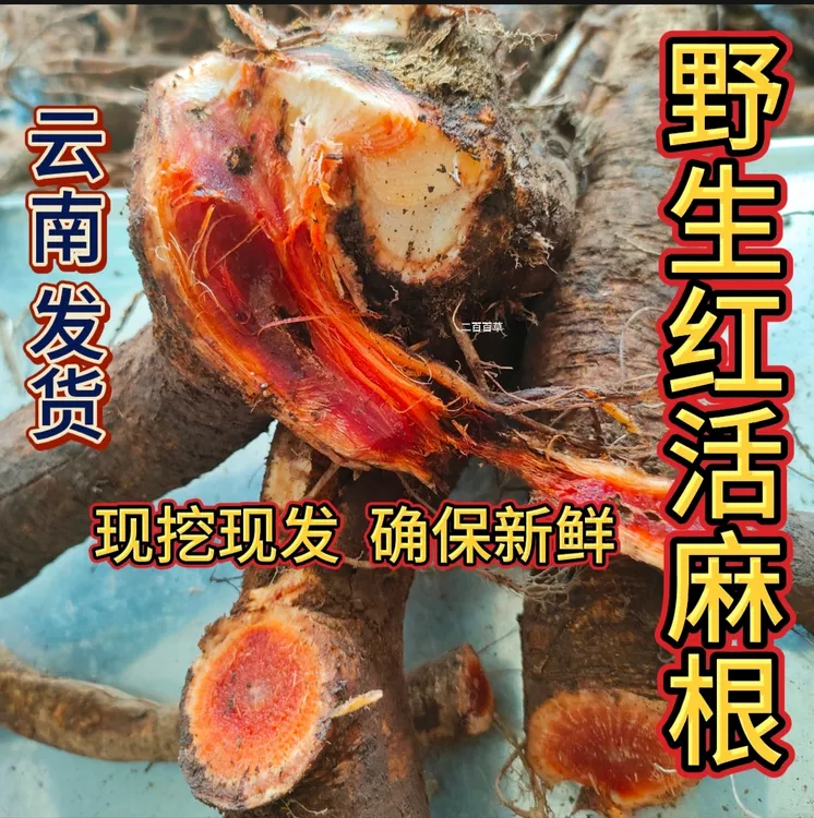 新鲜红活麻根杆叶花草