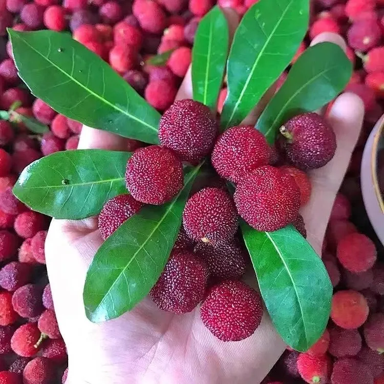 贵州杨梅新鲜现摘杨梅孕妇水果当季时令应季本地杨梅山杨梅泡酒