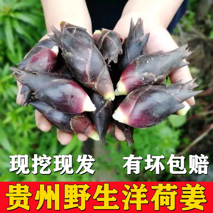 贵州野生洋荷姜新鲜阳荷姜现挖当季蔬菜阳和姜茗荷阳藿姜1/5斤