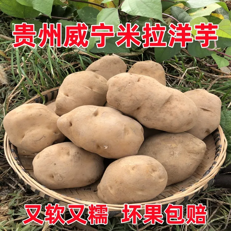 贵州农家高山威宁米拉洋芋土豆新鲜现挖黄皮黄心土豆5斤/9斤