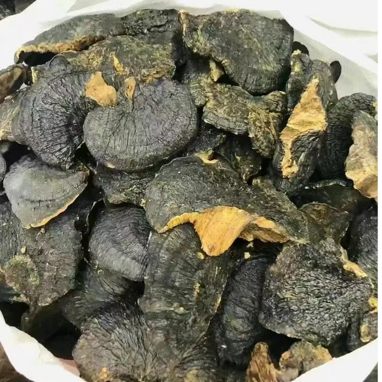 【薄树芝】海南五指山薄树芝 薄盖灵芝500克