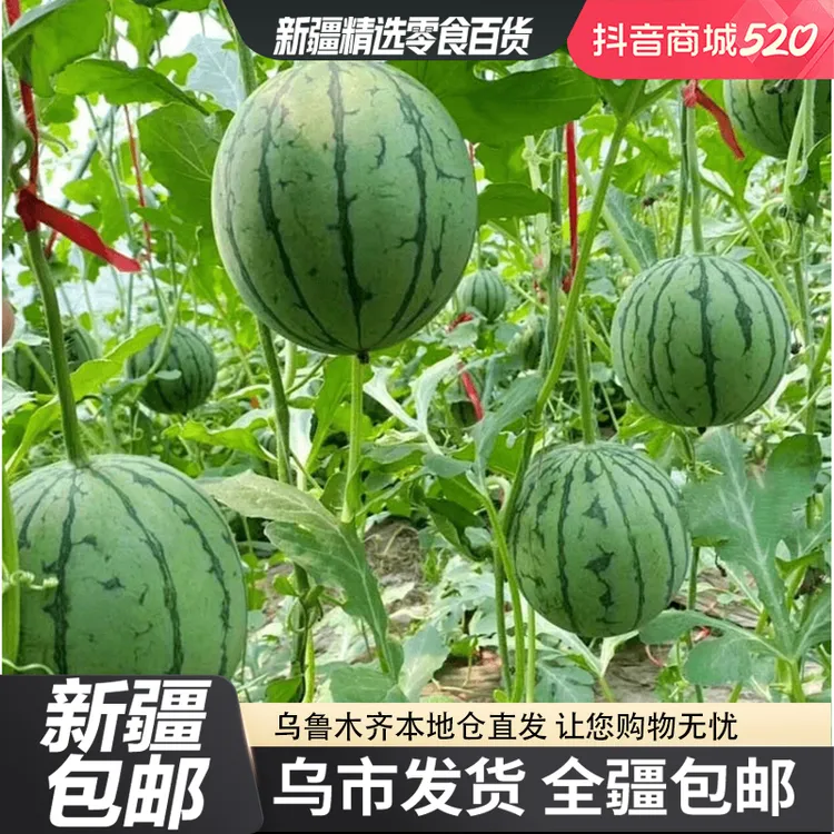 【新疆包邮】盆栽小西瓜 种子早熟红玉西瓜种球四季易成活发芽率高