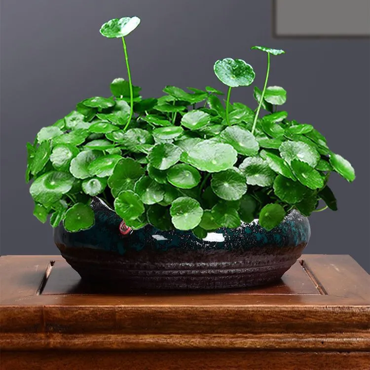 【新疆精选】带叶铜钱草水培植物办公室桌面水养绿植室内盆栽易养殖