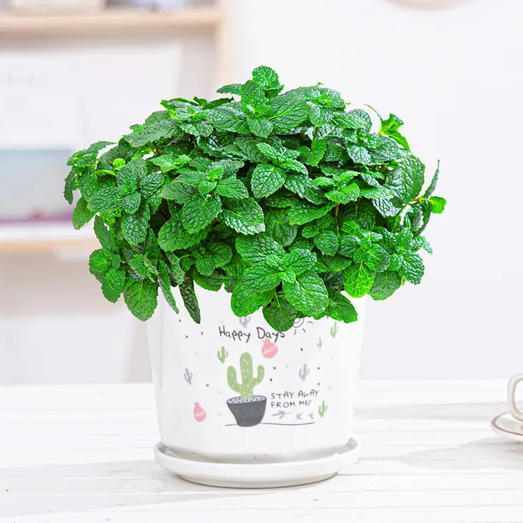 【新疆包邮】食用薄荷种子四季可播香柠檬薄荷阳台盆栽种子播种