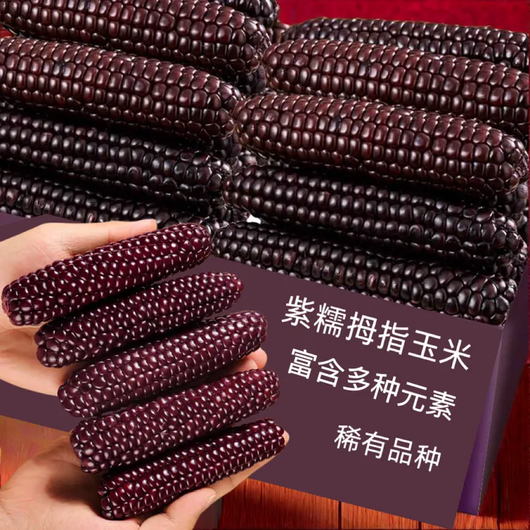 云南紫金黑糯玉米紫糯拇指玉米清甜香糯即食代餐紫色拇指真空包装