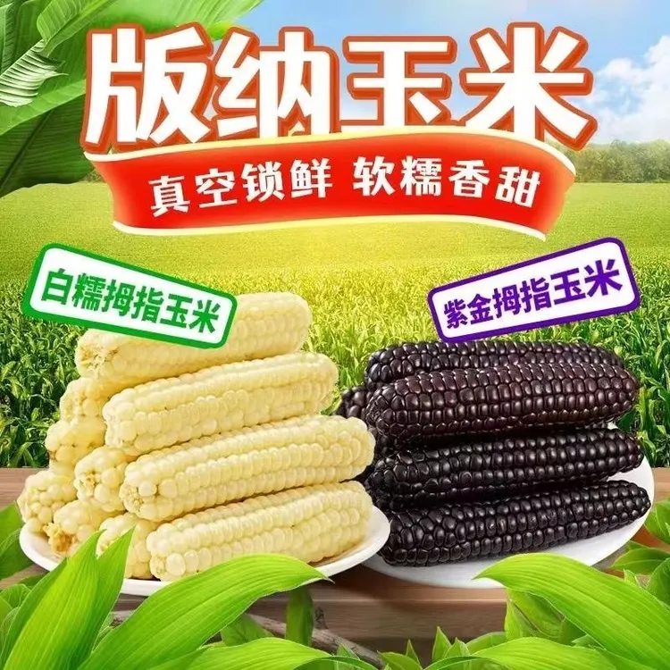 版纳紫金黑糯拇指玉米拼白糯拇指玉米香即食代餐紫色拇指真空包装