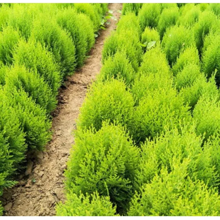 洒金柏树苗柏树苗盆栽花卉庭院地栽绿化植物黄金柏原生香松扁柏