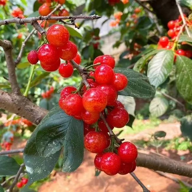 红妃樱桃树苗小樱桃树苗土樱桃苗山樱桃树苗耐寒樱桃苗中华樱桃苗