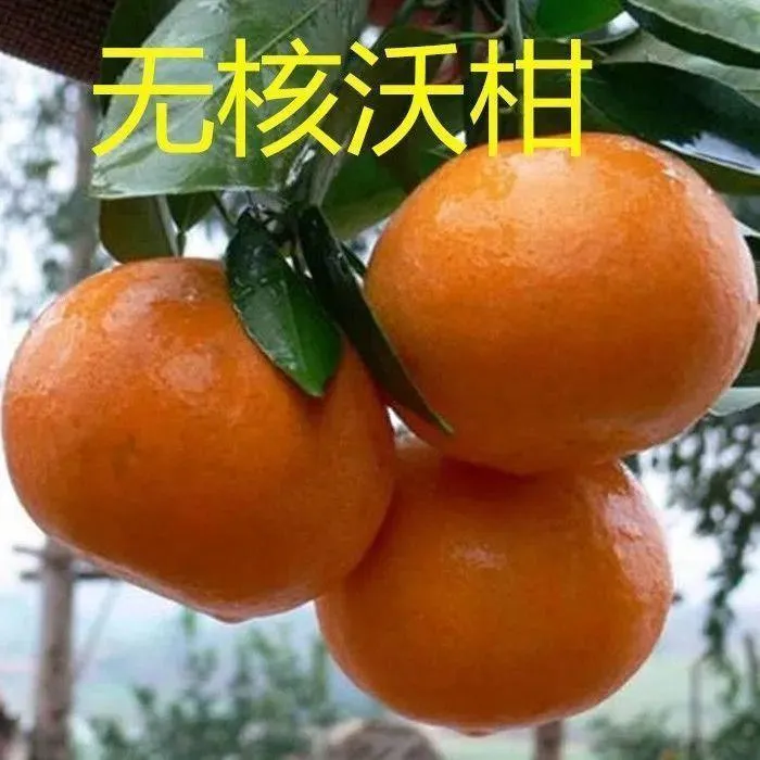 新品种正宗091沃柑苗广西武鸣沃柑树苗嫁接苗橘子果树苗当年结果