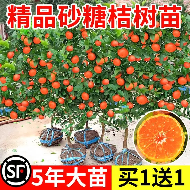 沙糖桔子树苗砂糖橘子盆栽果树果苗金桔水果南方北方种植果柑橘