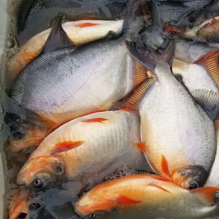 白鲳鱼淡水红鲳鱼活体食用鲳养殖路亚大型热带凶猛的观赏鱼