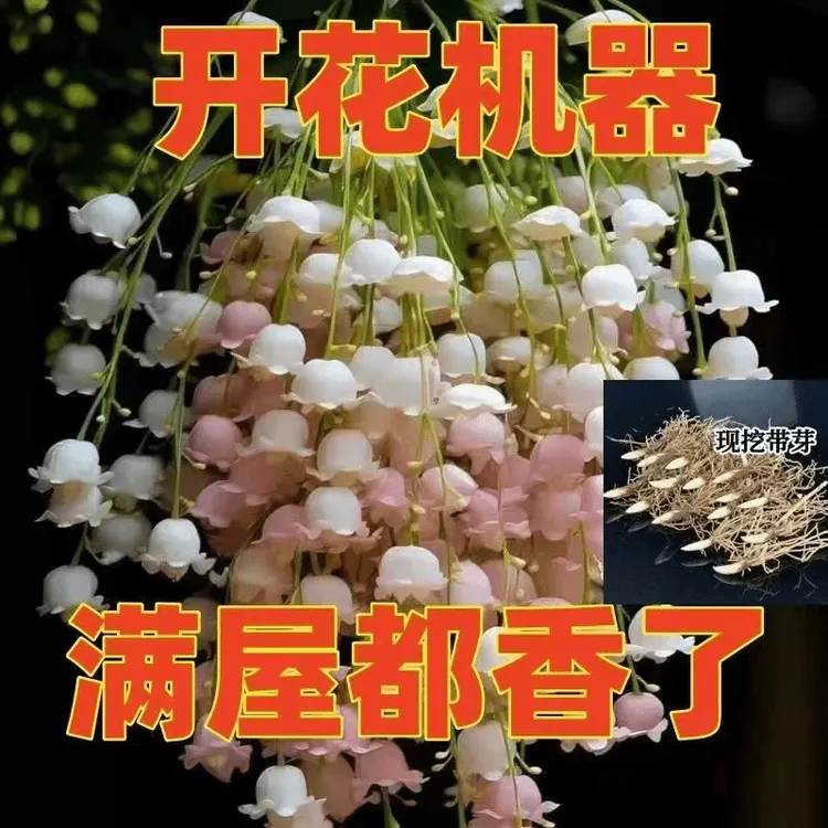 香水铃兰带芽种根净化空气花苗盆栽浓香阳台花卉庭院室内四季开花