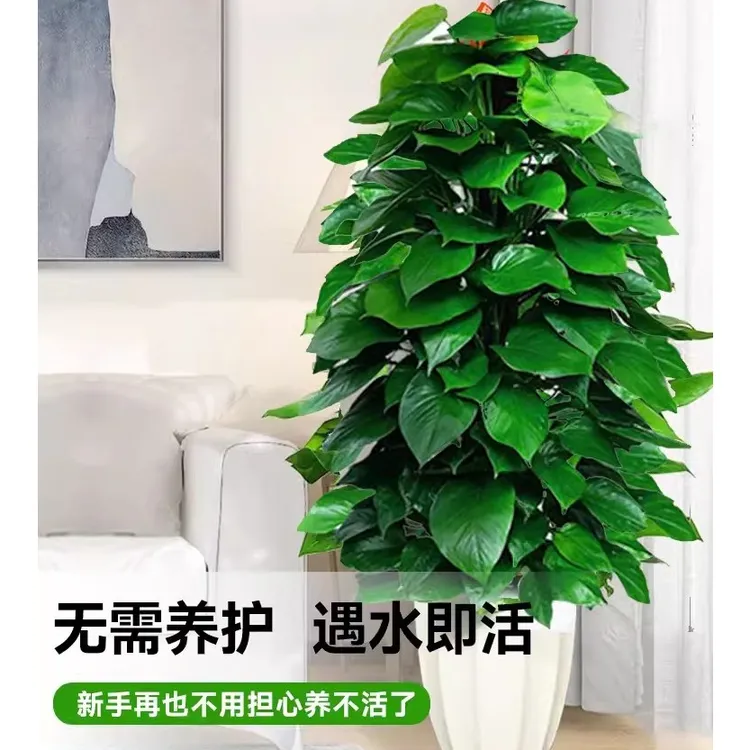 绿萝柱大型盆栽植物办公室内植物净化空气除甲醛大叶绿植垂吊绿箩