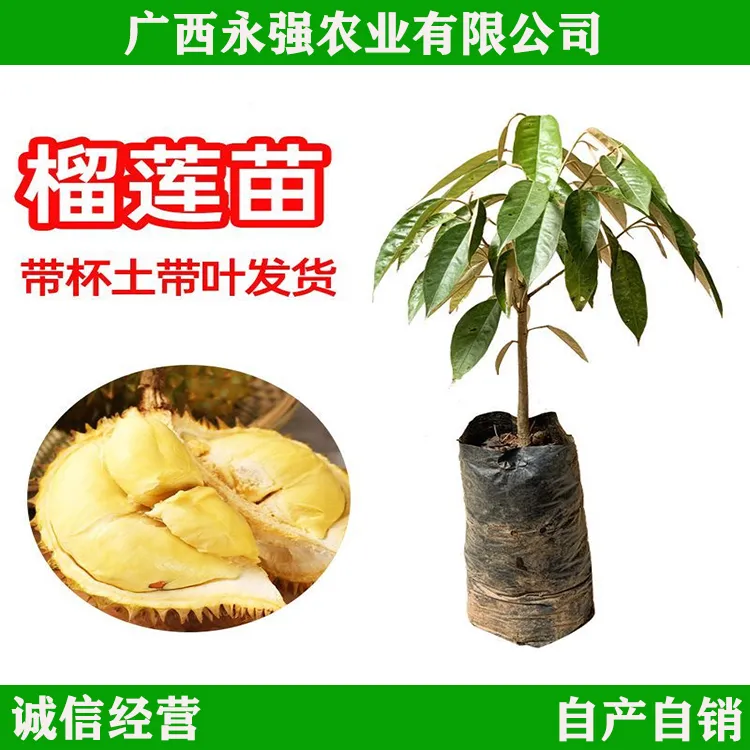 猫山王金枕头黑刺榴莲苗带土带叶原土发货盆栽地栽