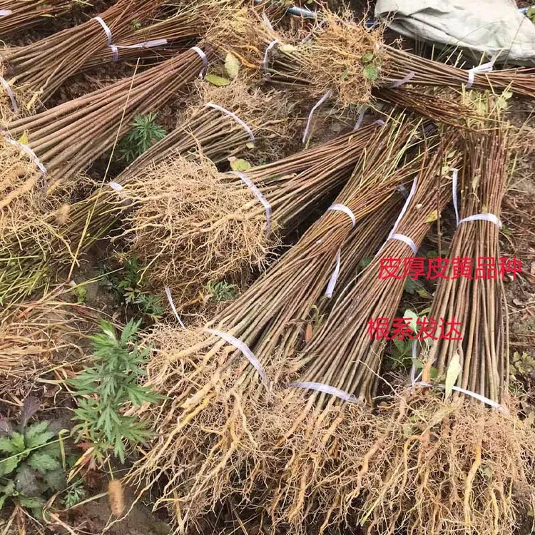 新鲜黄柏苗移栽苗川黄柏树苗厚皮黄柏苗中药材苗经济造林技术指导