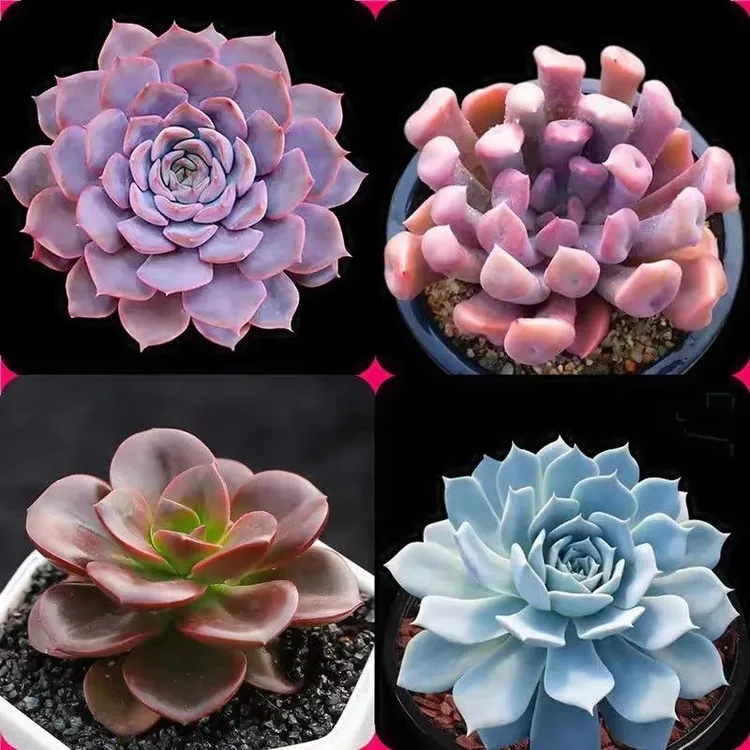 【新品】多肉植物盆栽组合多肉老桩玉露吉娃娃桃蛋花卉盆栽植物室