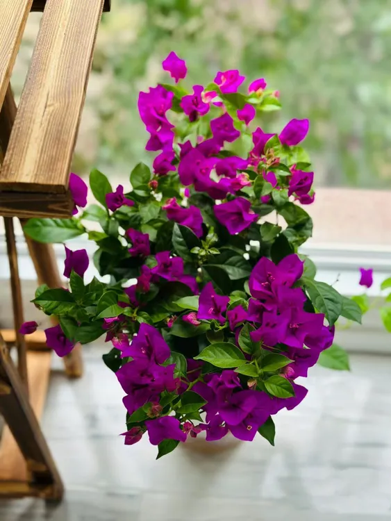 「红盆60cm」安格斯云南紫三角梅棒棒糖一物一拍运输中掉花掉叶正常