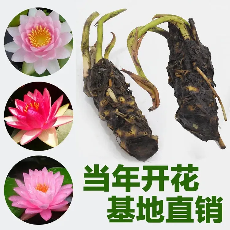 大睡莲根块带芽四季水莲花水养水培植物睡莲大口径盆鱼池池塘荷花