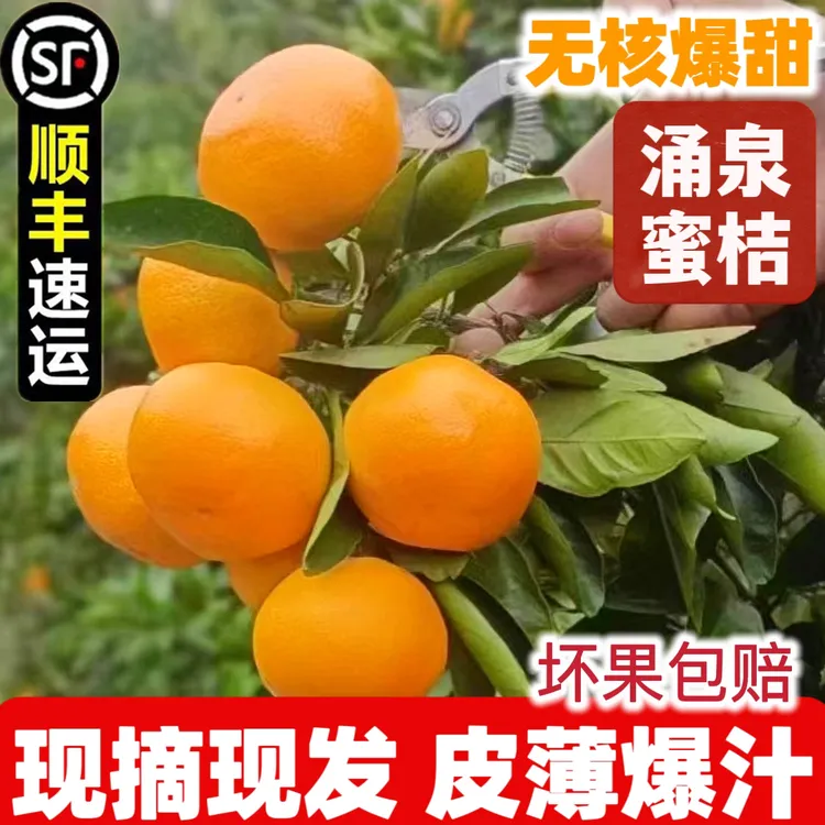 正宗浙江临海涌泉蜜桔新鲜橘子无核台州蜜桔当季现摘现发孕妇水果