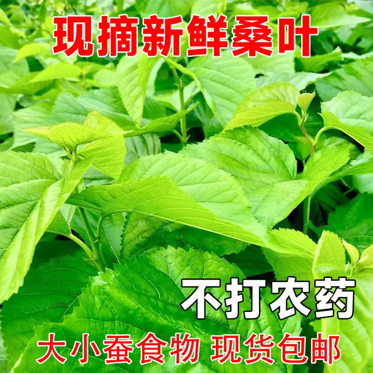 【浙江发货】新鲜现摘桑叶蚕宝宝春蚕饲料儿童学生养蚕套装纯叶片