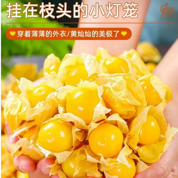 顺丰京东包邮东北特产姑娘果菇娘新鲜采摘3斤装