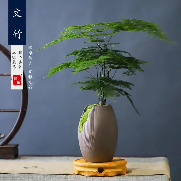 文竹盆栽植物室内绿化四季迷你办公室绿植摆件桌面好养创意小盆景