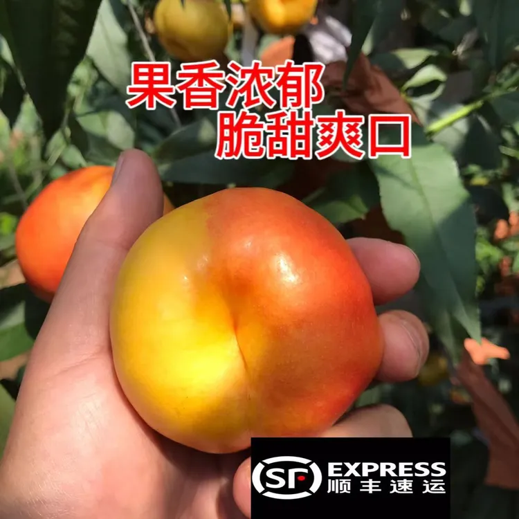 黄金油蟠桃脆嫩香甜