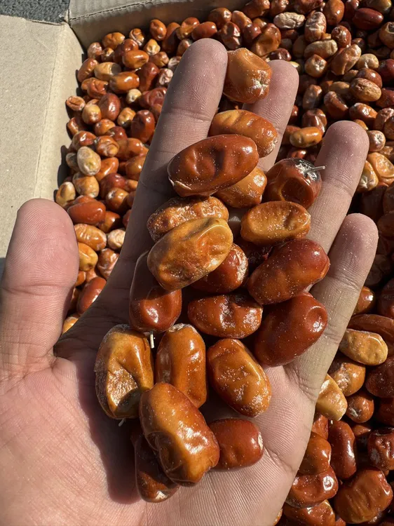 原生态 未加工 沙枣  Tabi  Jigda