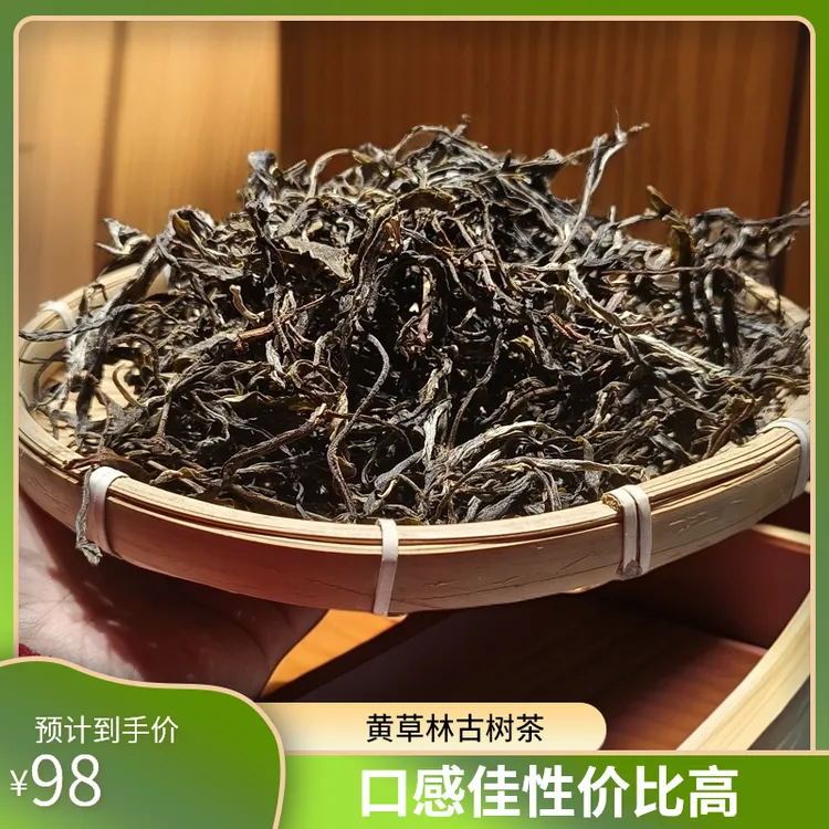 性价比古树首选，2024年黄草林古树秋香秋甜，润口，