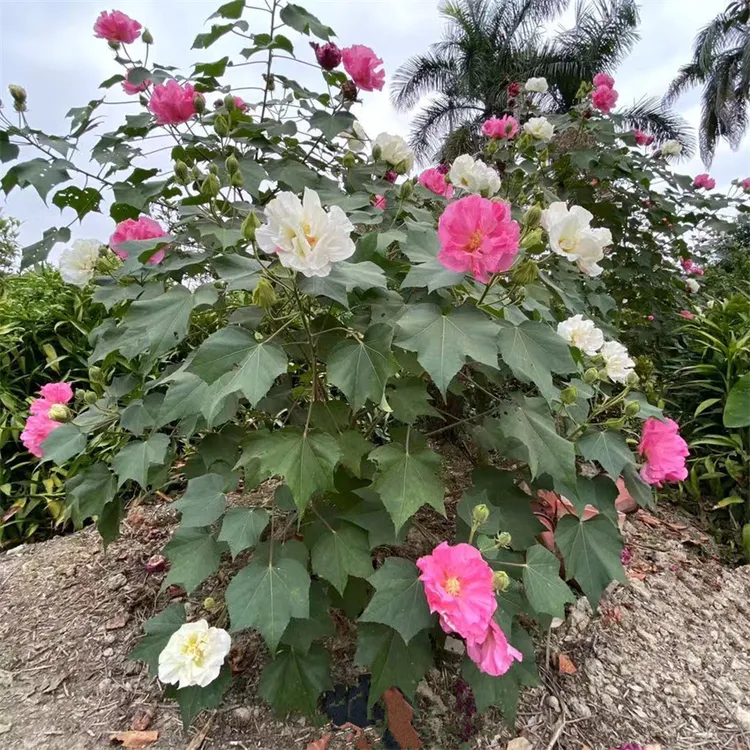 木芙蓉 阳台庭院盆栽木芙蓉 三醉芙蓉 重瓣醉芙蓉花苗 变色木芙蓉