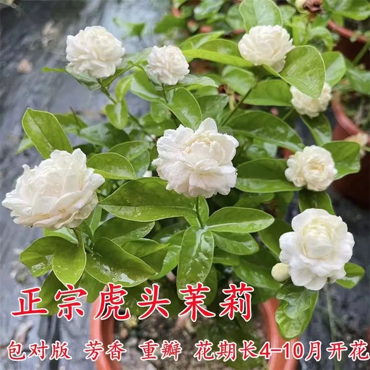 虎头茉莉 三叶轮生重瓣大花尖叶虎头茉莉花苗 阳台盆栽芳香茉莉花