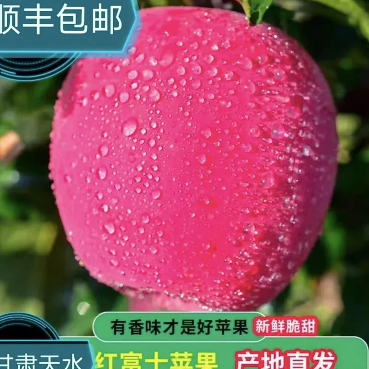（精品甘肃红富士 顺丰包邮）2025新果脆甜多汁.产地直发