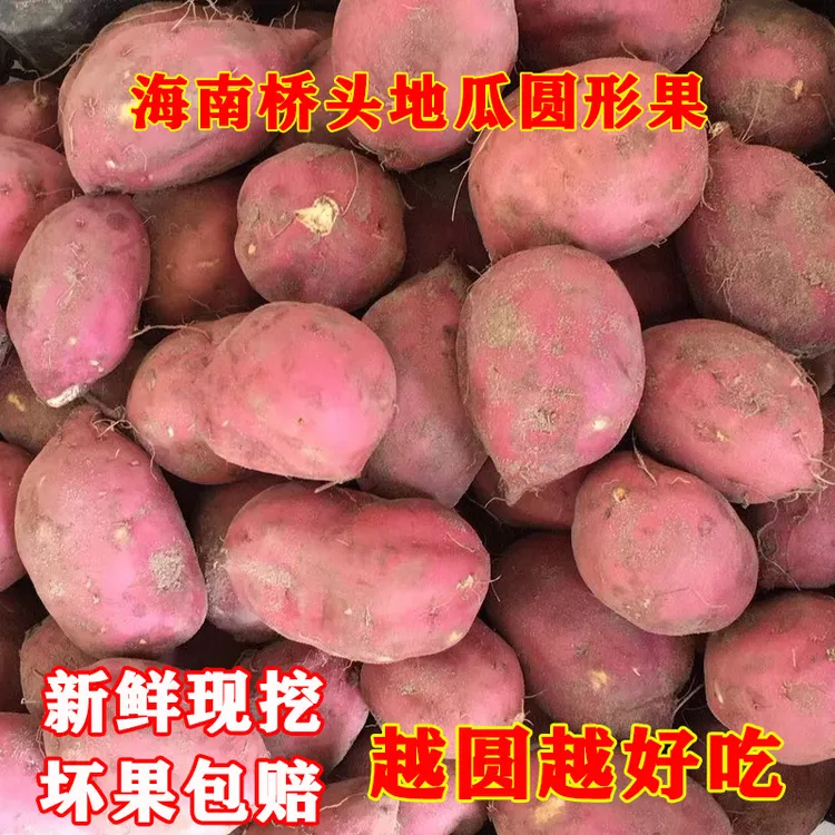【圆型果】正宗海南澄迈桥头富硒地瓜新鲜板栗署现挖地瓜5斤九斤