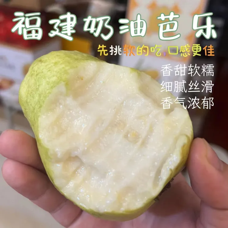 【香甜软糯放软吃】福建白心奶油芭乐番石榴碱地种植新鲜采摘顺丰