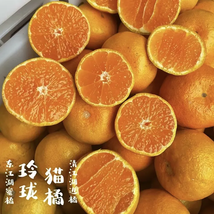 小猫橘【味超浓甜嫩香】东江湖蜜橘子皮薄无籽果冻口感新鲜顺丰