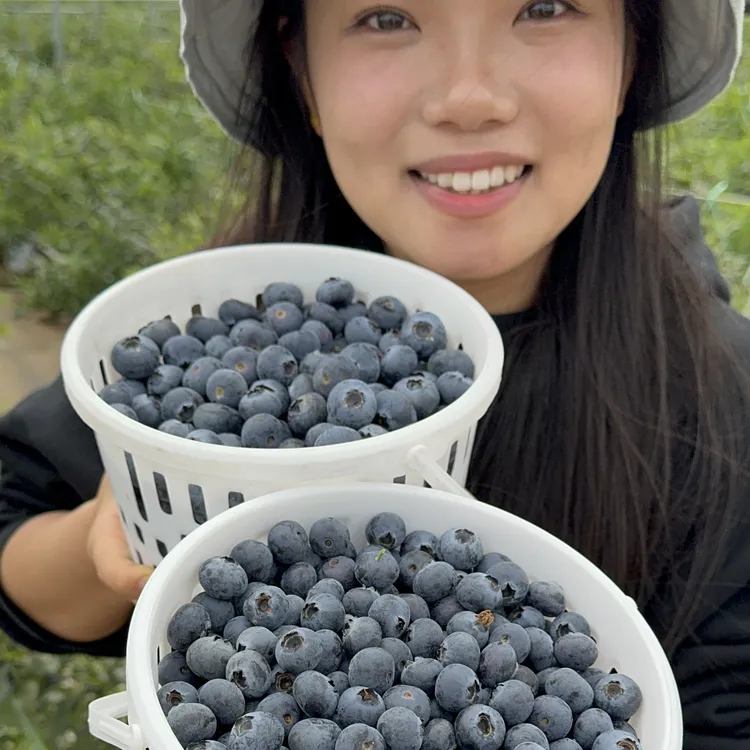 云南高山蓝莓【甜脆花香浓】冷藏再吃新鲜营养健康宝宝辅食顺丰空运