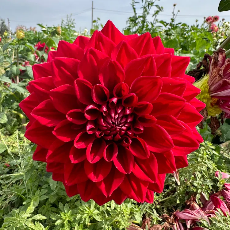 【红色奔跑】 进口大丽花种球对版发货