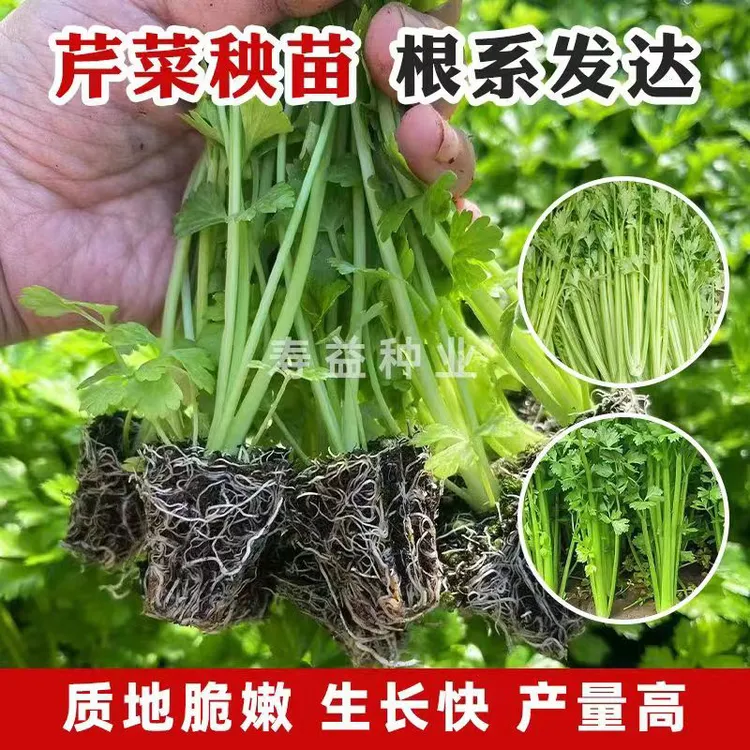 四季小香芹种子种籽苗芹菜蔬菜菜种阳台籽种孑菜籽菜种白幼苗