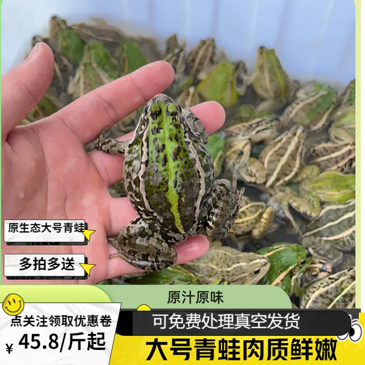 贵州小鱼儿青蛙稻田蛙原生态鲜活小田鸡干锅烧烤油炸锁鲜顺丰包邮
