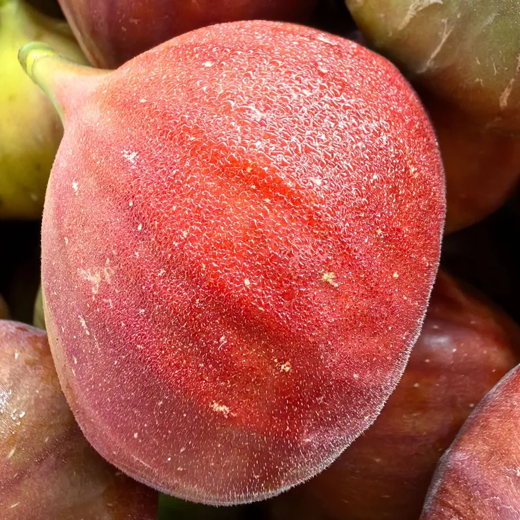 无花果，新鲜无花果【顺丰空运】树上熟，现采现发，冬季无花果