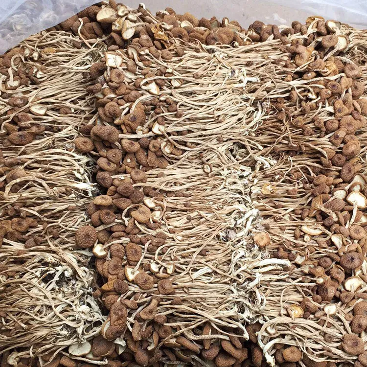 古田茶树菇干货菌类干货农家特产美食不开伞茶树菇茶树菇炖煮浓郁